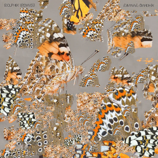 DOLPHIN MIDWIVES Liminal Garden