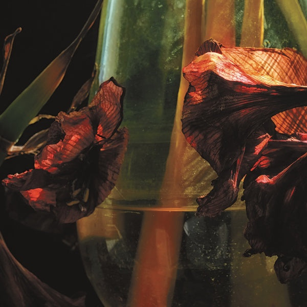 HAYVANLAR ALEMI Psychedelia In Times Of Turbulence